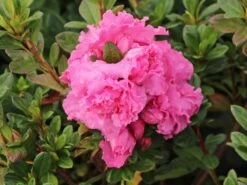 Japanische Azalee Bloom Champion (Pink) 15 Japanische Azalee Bloom Champion (Pink) -Günstiges Erd Seele Geschäft japanische azalee bloom champion pink m117446 w 2