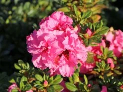 Japanische Azalee Bloom Champion (Pink) 13 Japanische Azalee Bloom Champion (Pink) -Günstiges Erd Seele Geschäft japanische azalee bloom champion pink m117446 w 5