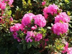 Japanische Azalee Bloom Champion (Pink) 12 Japanische Azalee Bloom Champion (Pink) -Günstiges Erd Seele Geschäft japanische azalee bloom champion pink m117446 w 6