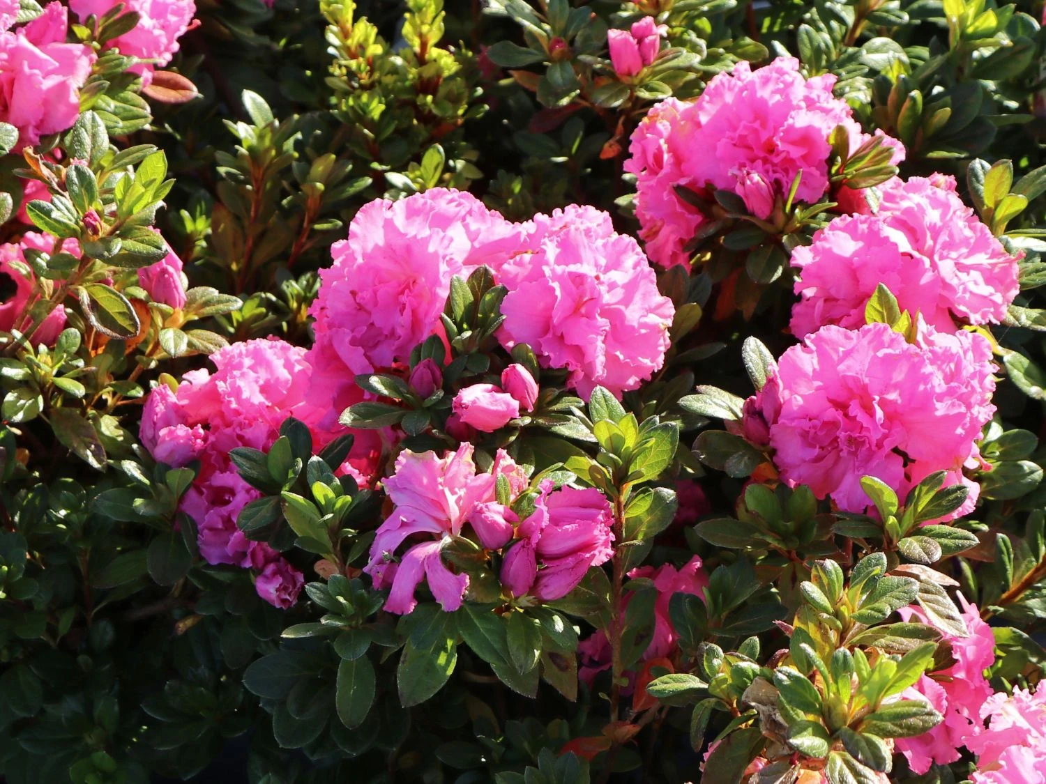 Japanische Azalee Bloom Champion (Pink) 4 Japanische Azalee Bloom Champion (Pink) – Bild 2