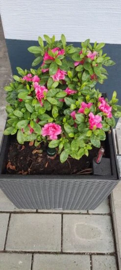 Japanische Azalee Bloom Champion (Purple) -Günstiges Erd Seele Geschäft japanische azalee bloom champion purple m117447 1414879 0