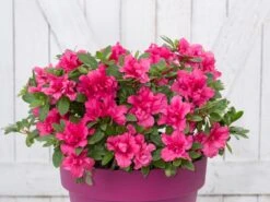 Japanische Azalee Bloom Champion (Purple)