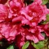 Japanische Azalee Bloom Champion (Rot) -Günstiges Erd Seele Geschäft japanische azalee bloom champion rot m117445 h 0