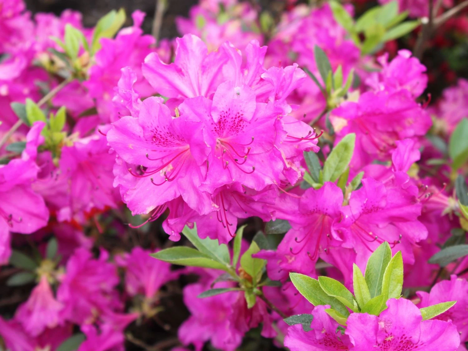 Japanische Azalee 'Blue Danube' 4 Japanische Azalee 'Blue Danube' – Bild 2