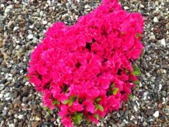 Japanische Azalee 'Canzonetta' -Günstiges Erd Seele Geschäft japanische azalee canzonetta m004092 342013 0