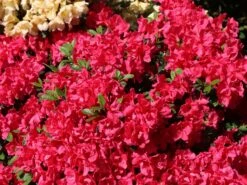 Japanische Azalee 'Canzonetta' -Günstiges Erd Seele Geschäft japanische azalee canzonetta m004092 w 1