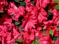 Japanische Azalee 'Canzonetta' -Günstiges Erd Seele Geschäft japanische azalee canzonetta m004092 w 2