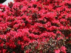 Japanische Azalee 'Canzonetta' -Günstiges Erd Seele Geschäft japanische azalee canzonetta m004092 w 3