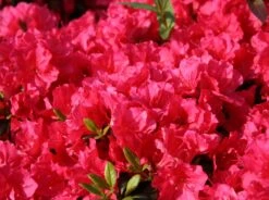 Japanische Azalee 'Canzonetta' -Günstiges Erd Seele Geschäft japanische azalee canzonetta m004092 w 4