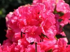 Japanische Azalee 'Canzonetta' -Günstiges Erd Seele Geschäft japanische azalee canzonetta m004092 w 5