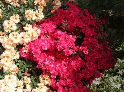 Japanische Azalee 'Canzonetta' -Günstiges Erd Seele Geschäft japanische azalee canzonetta m004092 w 6