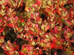 Japanische Azalee 'Chipmunk' -Günstiges Erd Seele Geschäft japanische azalee chipmunk m006914 w 0