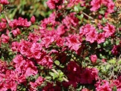 Japanische Azalee 'Chipmunk' -Günstiges Erd Seele Geschäft japanische azalee chipmunk m006914 w 1