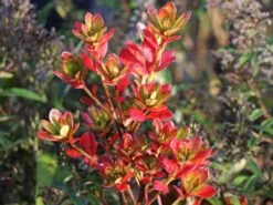 Japanische Azalee 'Chipmunk' -Günstiges Erd Seele Geschäft japanische azalee chipmunk m006914 w 2