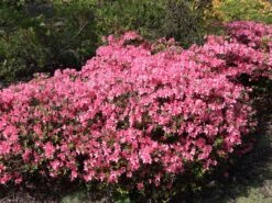 Japanische Azalee 'Diamant Lachs' ®