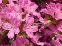Japanische Azalee 'Diamant Rosa' ® -Günstiges Erd Seele Geschäft japanische azalee diamant rosa m003376 w 0