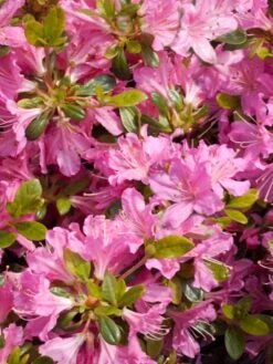 Japanische Azalee 'Diamant Rosa' ® -Günstiges Erd Seele Geschäft japanische azalee diamant rosa m003376 w 1