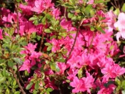 Japanische Azalee 'Diamant Rot' ® 7 Japanische Azalee 'Diamant Rot' ® -Günstiges Erd Seele Geschäft japanische azalee diamant rot m003378 w 0