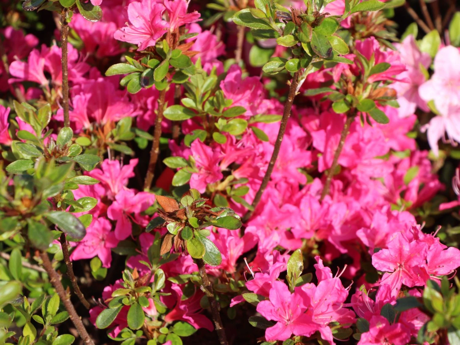 Japanische Azalee 'Diamant Rot' ® 5 Japanische Azalee 'Diamant Rot' ® – Bild 3