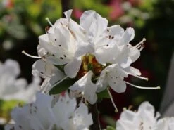 Japanische Azalee 'Diamant Weiß' 5 Japanische Azalee 'Diamant Weiß' -Günstiges Erd Seele Geschäft japanische azalee diamant weiss m004100 w 0