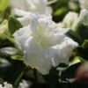 Japanische Azalee 'Eisprinzessin' -Günstiges Erd Seele Geschäft japanische azalee eisprinzessin m006896 h 0
