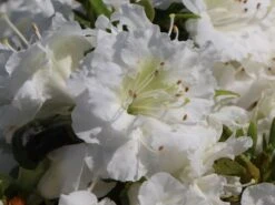 Japanische Azalee 'Eisprinzessin' -Günstiges Erd Seele Geschäft japanische azalee eisprinzessin m006896 w 2