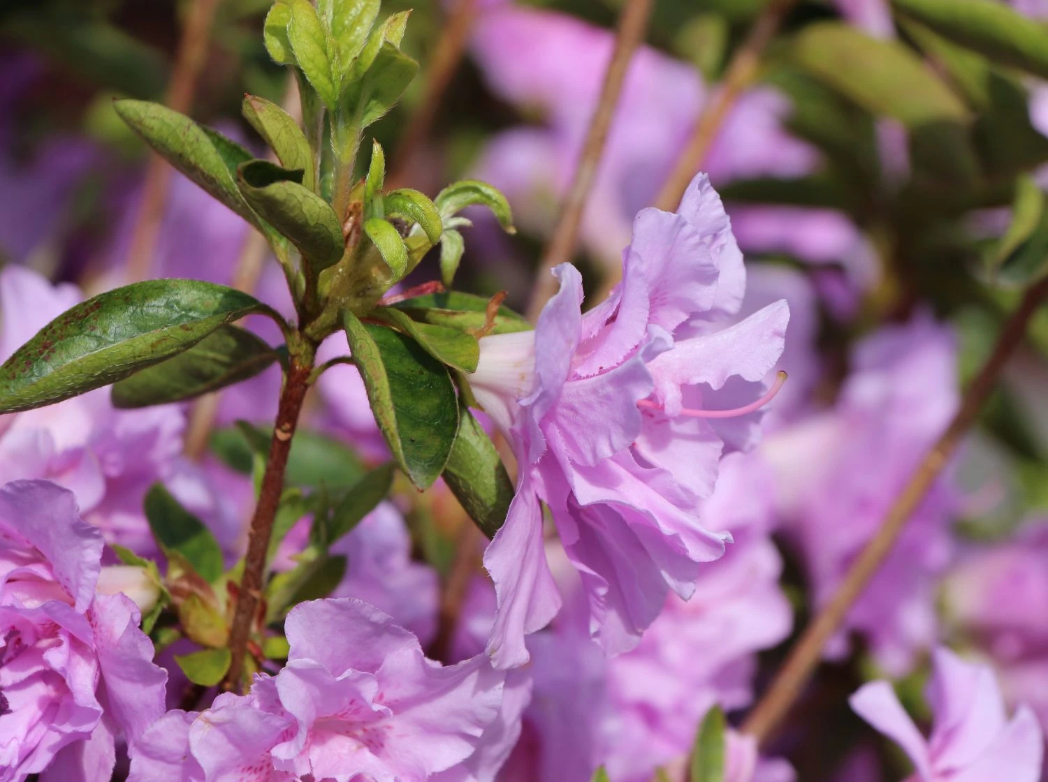 Japanische Azalee 'Elsie Lee' 8 Japanische Azalee 'Elsie Lee' – Bild 6