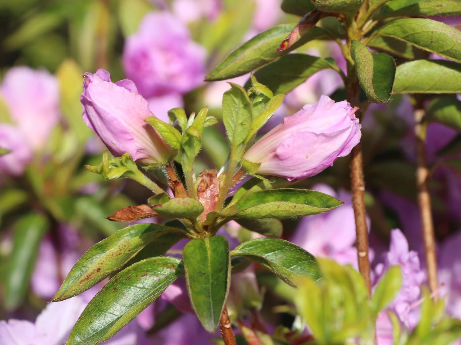 Japanische Azalee 'Elsie Lee' 7 Japanische Azalee 'Elsie Lee' – Bild 5