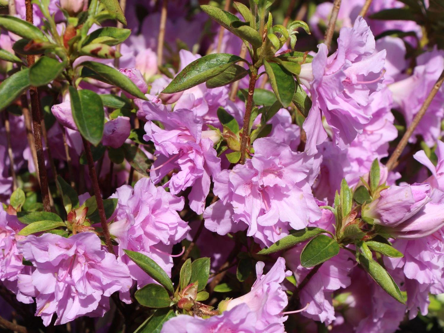 Japanische Azalee 'Elsie Lee' 10 Japanische Azalee 'Elsie Lee' – Bild 8