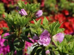 Japanische Azalee 'Elsie Lee' 13 Japanische Azalee 'Elsie Lee' -Günstiges Erd Seele Geschäft japanische azalee elsie lee m004102 w 3