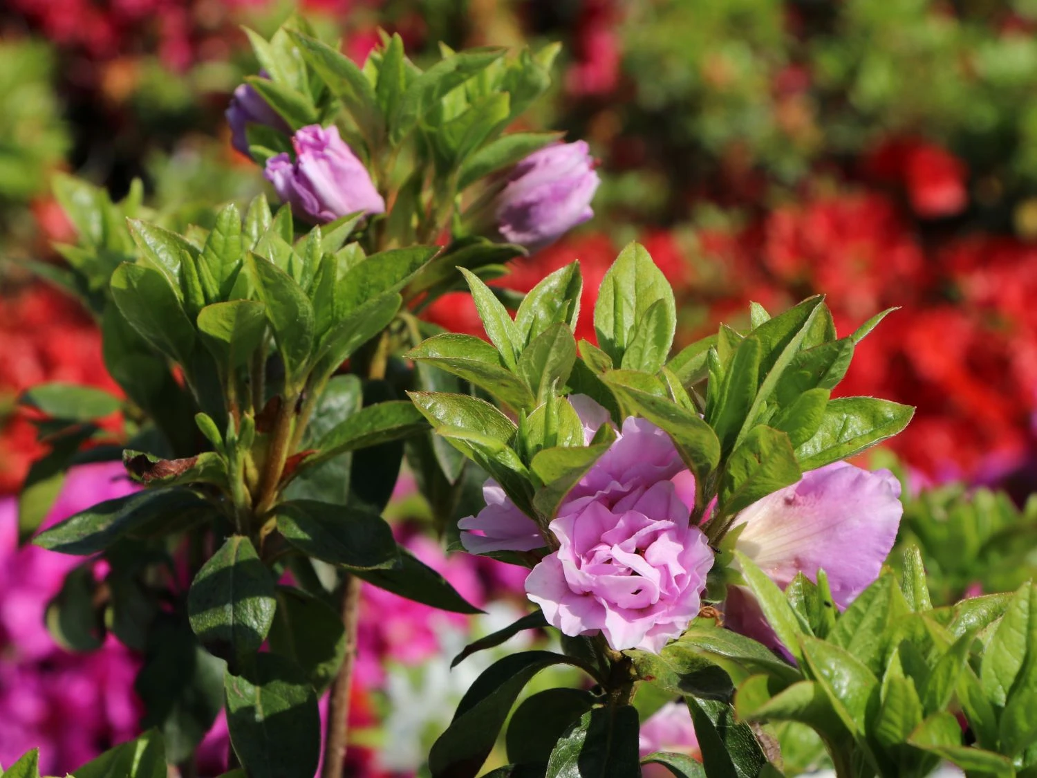 Japanische Azalee 'Elsie Lee' 5 Japanische Azalee 'Elsie Lee' – Bild 3