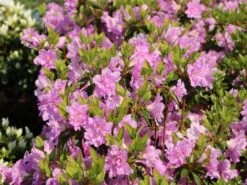 Japanische Azalee 'Elsie Lee' 17 Japanische Azalee 'Elsie Lee' -Günstiges Erd Seele Geschäft japanische azalee elsie lee m004102 w 4