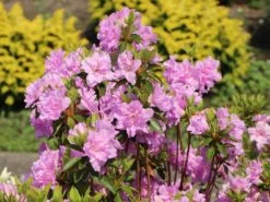 Japanische Azalee 'Elsie Lee' 19 Japanische Azalee 'Elsie Lee' -Günstiges Erd Seele Geschäft japanische azalee elsie lee m004102 w 5