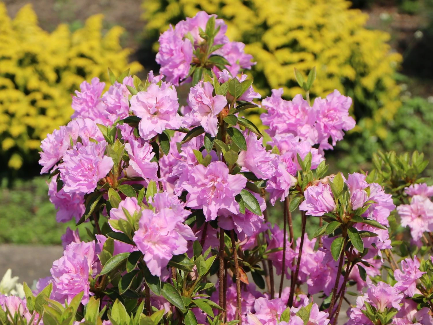 Japanische Azalee 'Elsie Lee' 11 Japanische Azalee 'Elsie Lee' – Bild 9