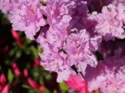 Japanische Azalee 'Elsie Lee' 14 Japanische Azalee 'Elsie Lee' -Günstiges Erd Seele Geschäft japanische azalee elsie lee m004102 w 6