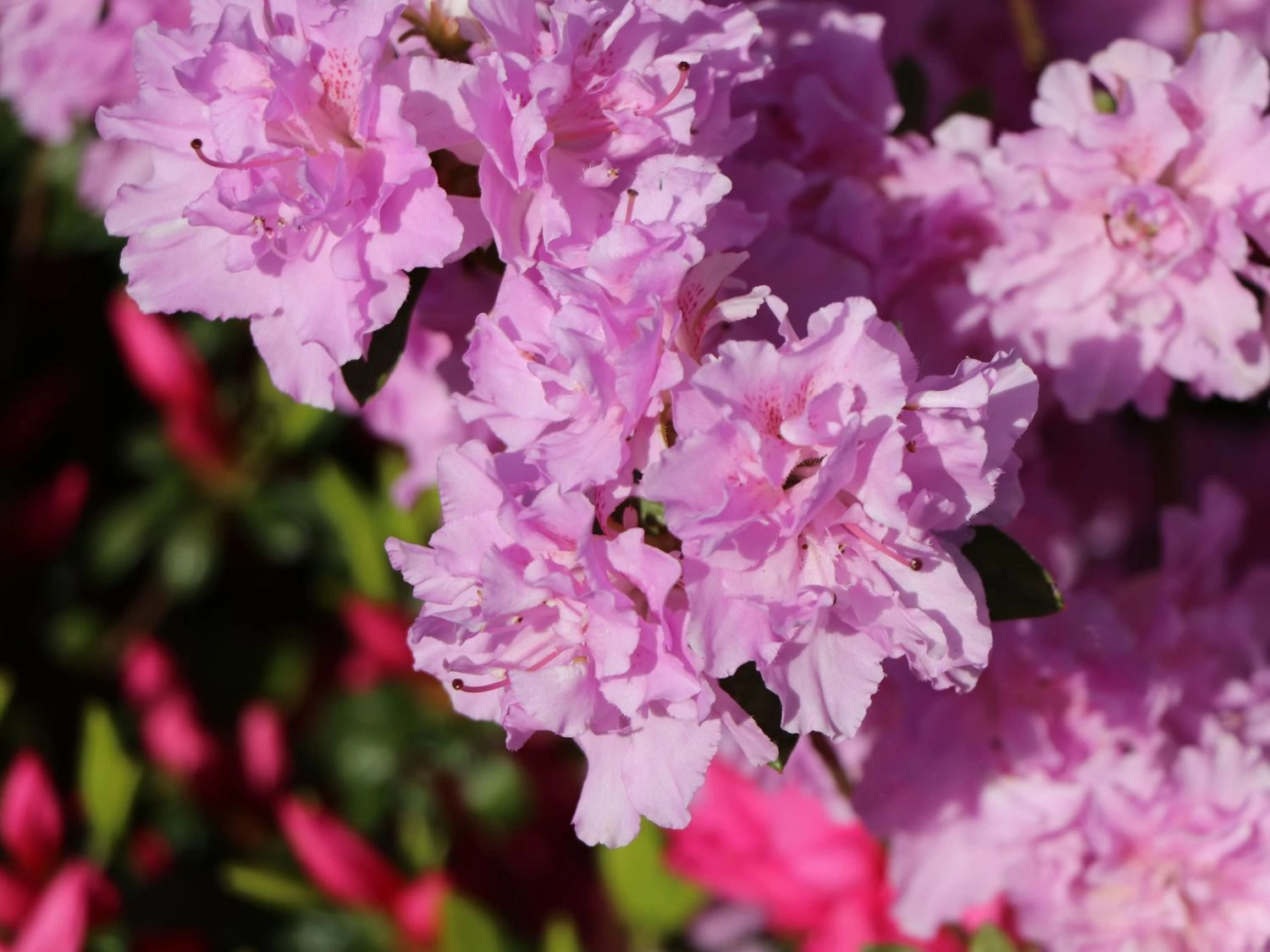 Japanische Azalee 'Elsie Lee' 6 Japanische Azalee 'Elsie Lee' – Bild 4