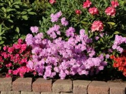 Japanische Azalee 'Elsie Lee' 12 Japanische Azalee 'Elsie Lee' -Günstiges Erd Seele Geschäft japanische azalee elsie lee m004102 w 7