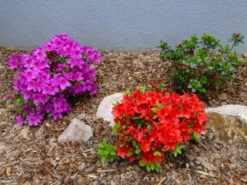 Japanische Azalee 'Fridoline' -Günstiges Erd Seele Geschäft japanische azalee fridoline m004108 272173 0