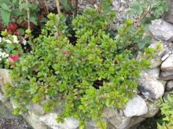 Japanische Azalee 'Fridoline' -Günstiges Erd Seele Geschäft japanische azalee fridoline m004108 740911 0