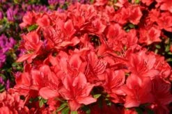 Japanische Azalee 'Fridoline'
