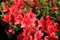Japanische Azalee 'Fridoline' -Günstiges Erd Seele Geschäft japanische azalee fridoline m004108 w 0