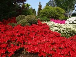 Japanische Azalee 'Fridoline' -Günstiges Erd Seele Geschäft japanische azalee fridoline m004108 w 1