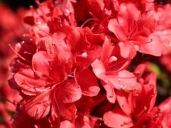 Japanische Azalee 'Fridoline' -Günstiges Erd Seele Geschäft japanische azalee fridoline m004108 w 4