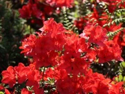 Japanische Azalee 'Fridoline' -Günstiges Erd Seele Geschäft japanische azalee fridoline m004108 w 5