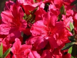 Japanische Azalee 'Georg Arends' 15 Japanische Azalee 'Georg Arends' -Günstiges Erd Seele Geschäft japanische azalee georg arends m004112 w 0