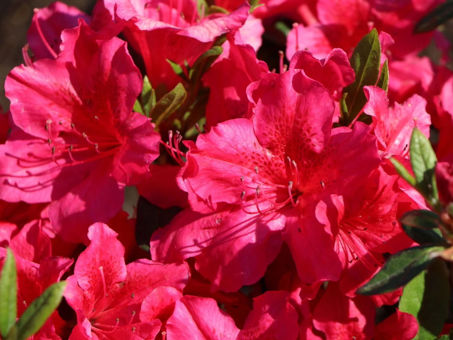 Japanische Azalee 'Georg Arends' 8 Japanische Azalee 'Georg Arends' – Bild 6