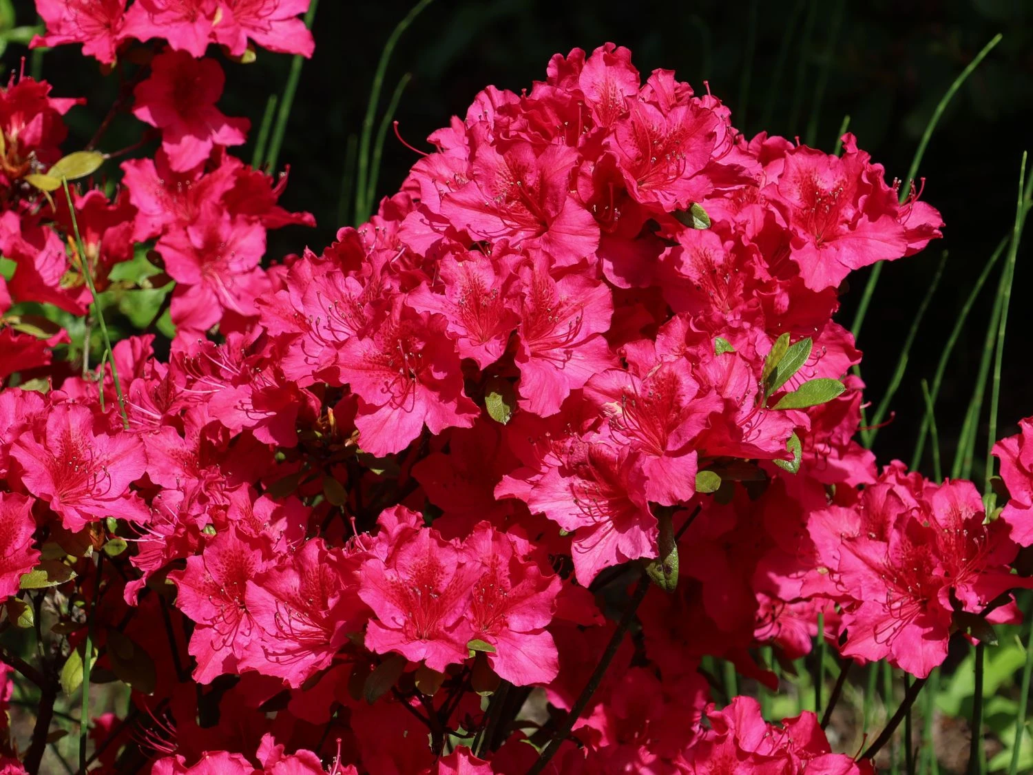 Japanische Azalee 'Georg Arends' 5 Japanische Azalee 'Georg Arends' – Bild 3