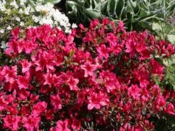 Japanische Azalee 'Georg Arends' 14 Japanische Azalee 'Georg Arends' -Günstiges Erd Seele Geschäft japanische azalee georg arends m004112 w 2