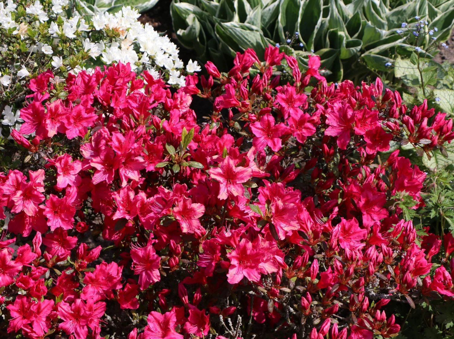 Japanische Azalee 'Georg Arends' 7 Japanische Azalee 'Georg Arends' – Bild 5