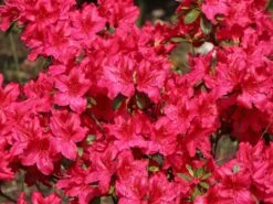 Japanische Azalee 'Georg Arends' 16 Japanische Azalee 'Georg Arends' -Günstiges Erd Seele Geschäft japanische azalee georg arends m004112 w 3